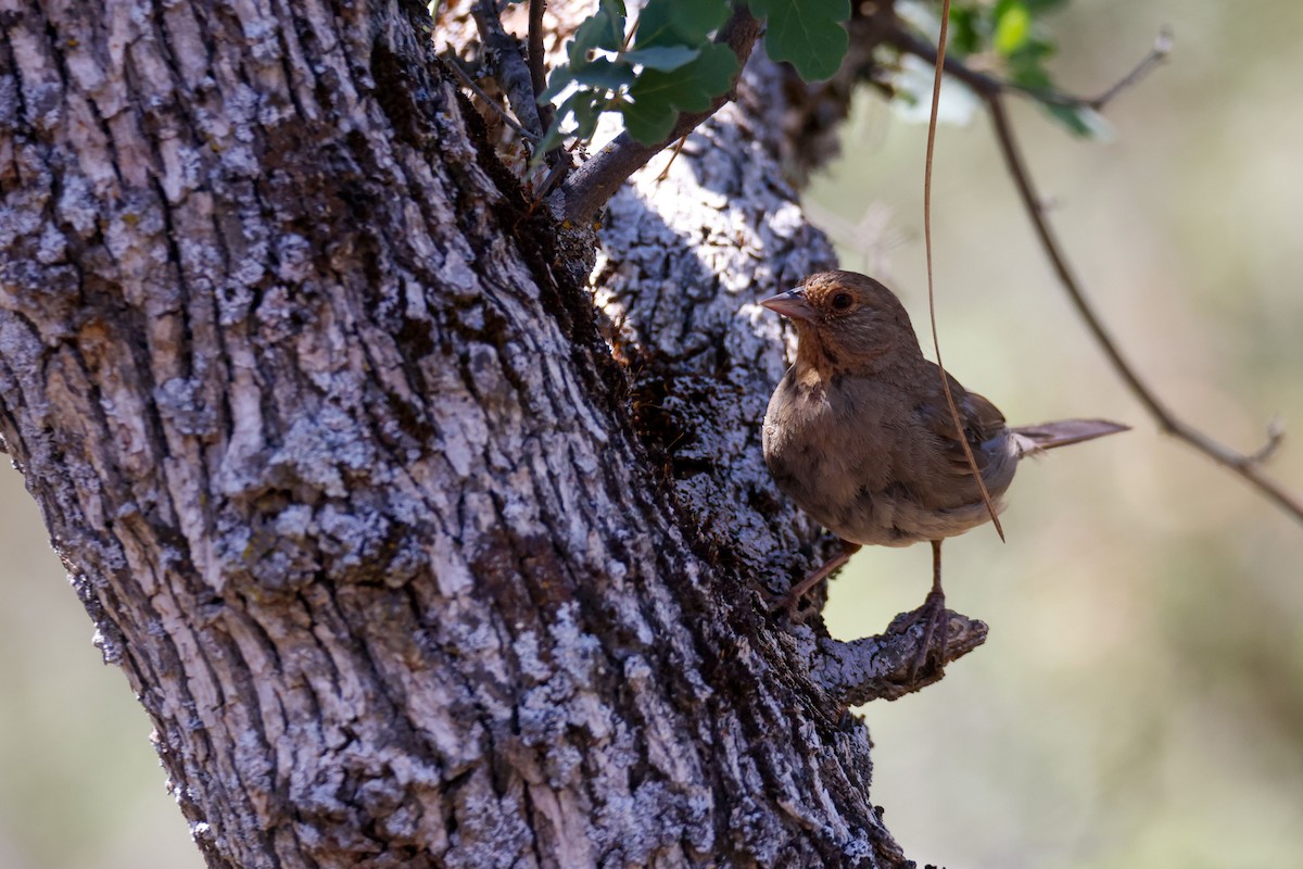 California Towhee - ML643721753