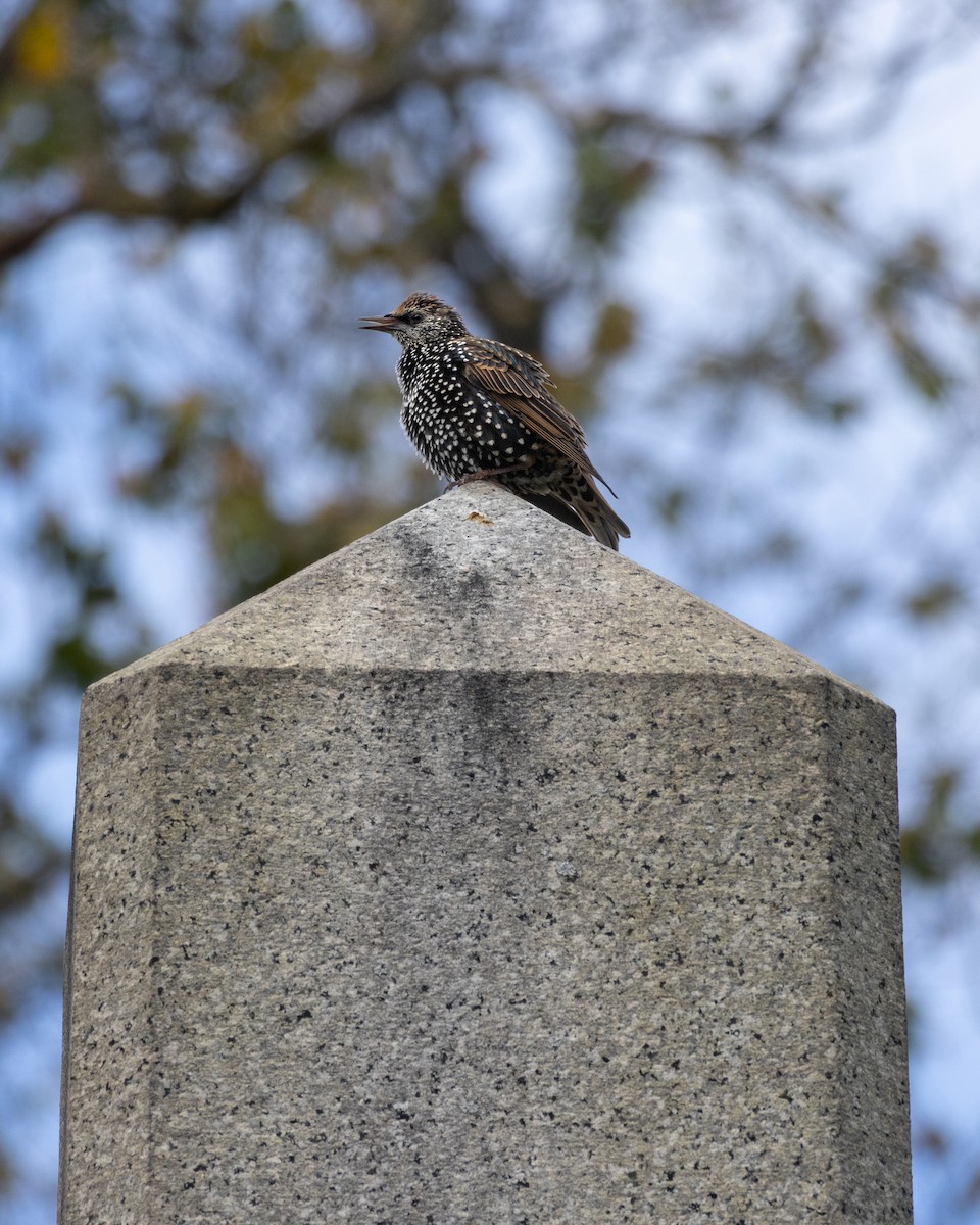 European Starling - ML643721788
