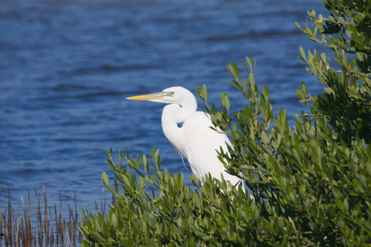Great Blue Heron (Great White) - ML643721806