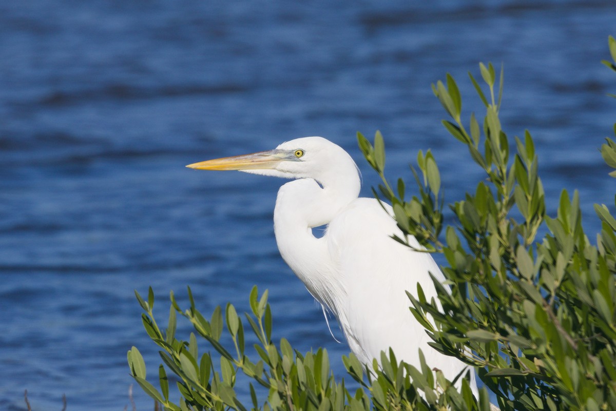 Great Blue Heron (Great White) - ML643721808