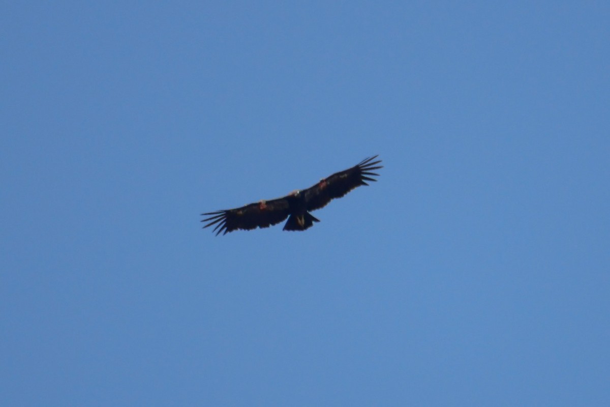Condor de Californie - ML643721813