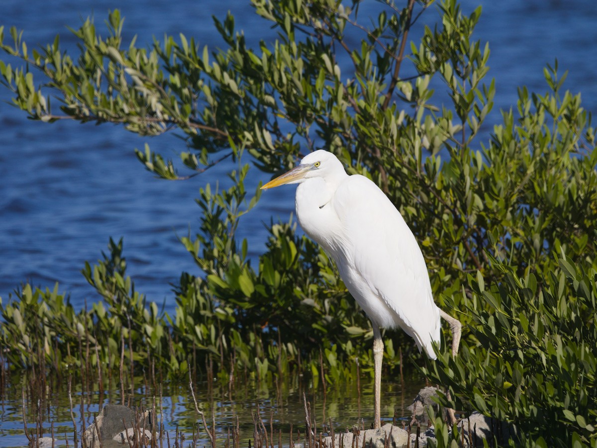 Great Blue Heron (Great White) - ML643721814
