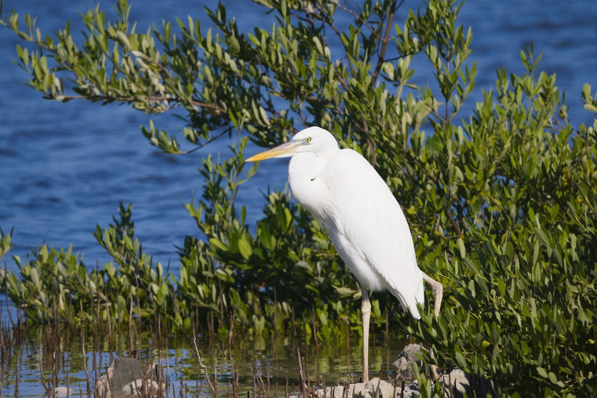 Great Blue Heron (Great White) - ML643721819