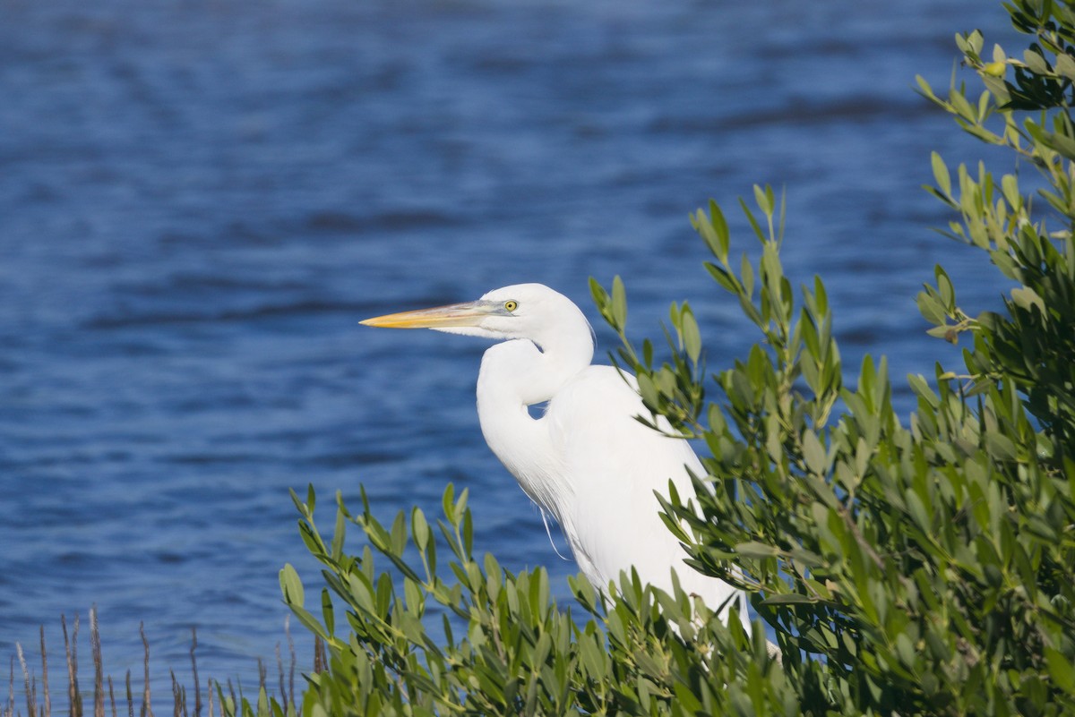 Great Blue Heron (Great White) - ML643721824