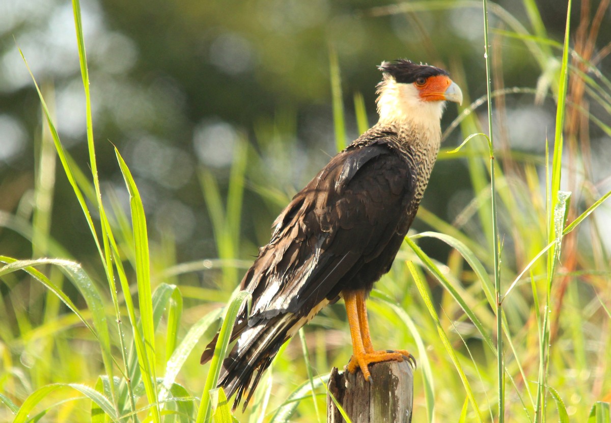 Crested Caracara (Northern) - ML643721826