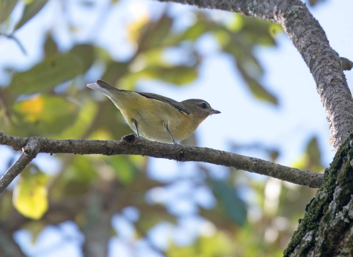 Philadelphia Vireo - ML643721828