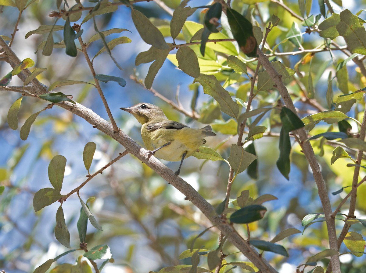 Philadelphia Vireo - ML643721829