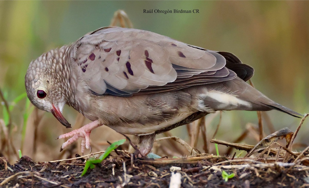 Common Ground Dove - ML643721840