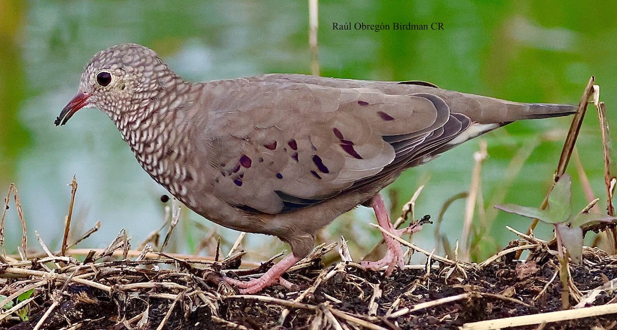 Common Ground Dove - ML643721841