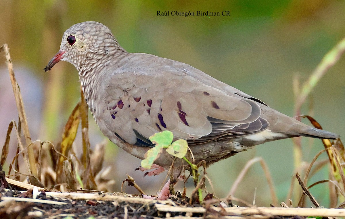Common Ground Dove - ML643721842