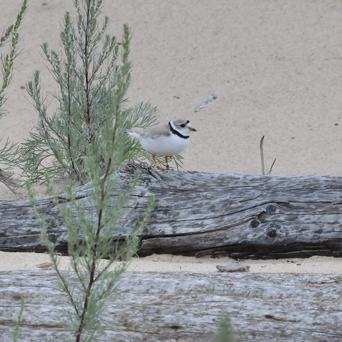 Piping Plover - ML643721845