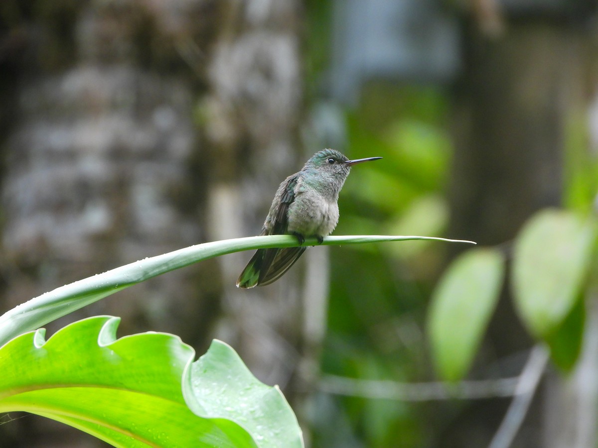 Scaly-breasted Hummingbird - ML643721851