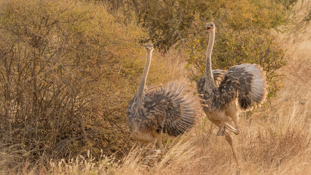 Somali Ostrich - ML643721866