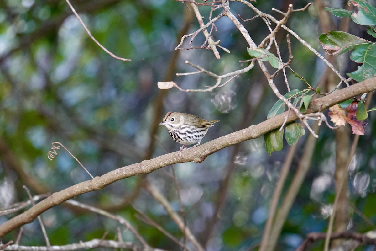 Paruline couronnée - ML643721873