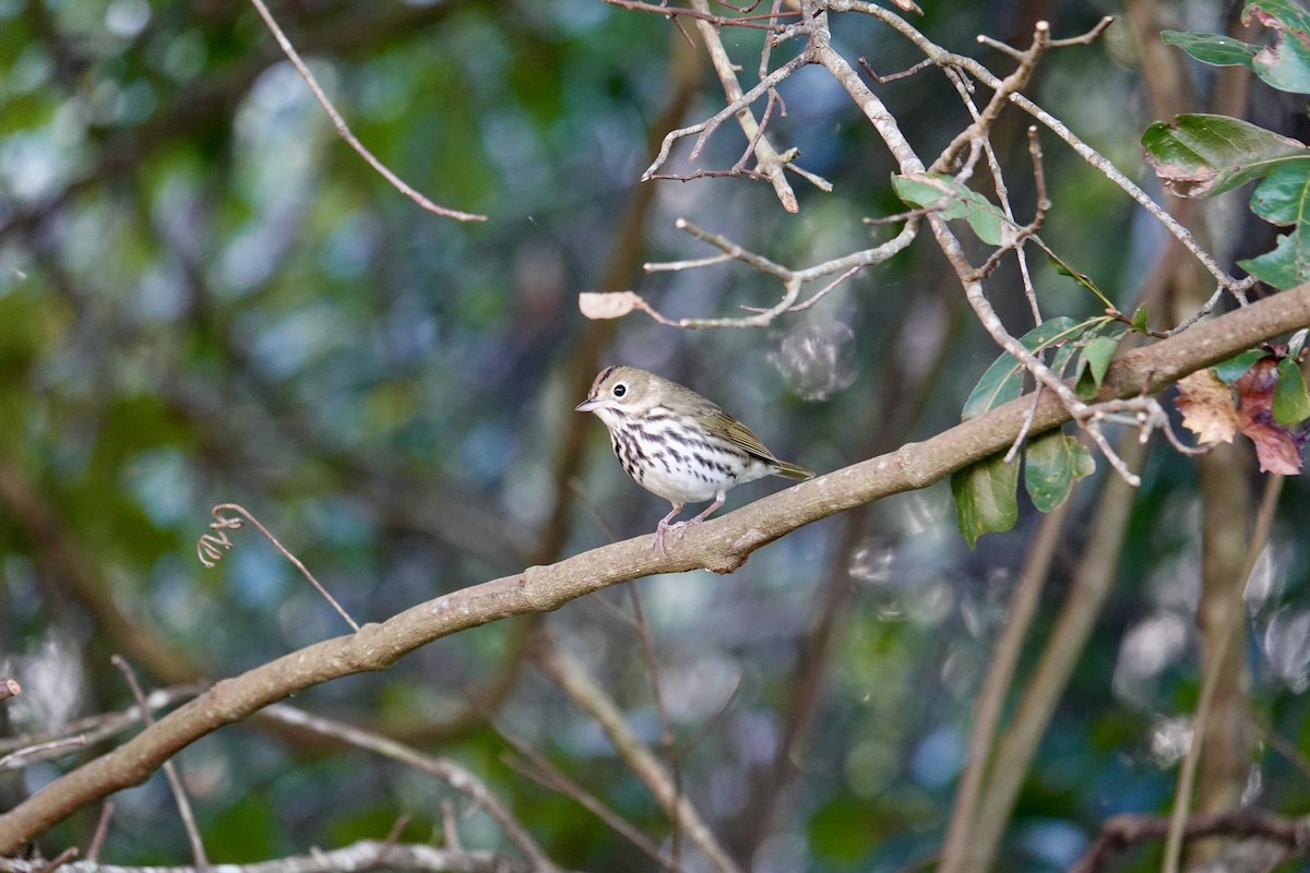 Paruline couronnée - ML643721874