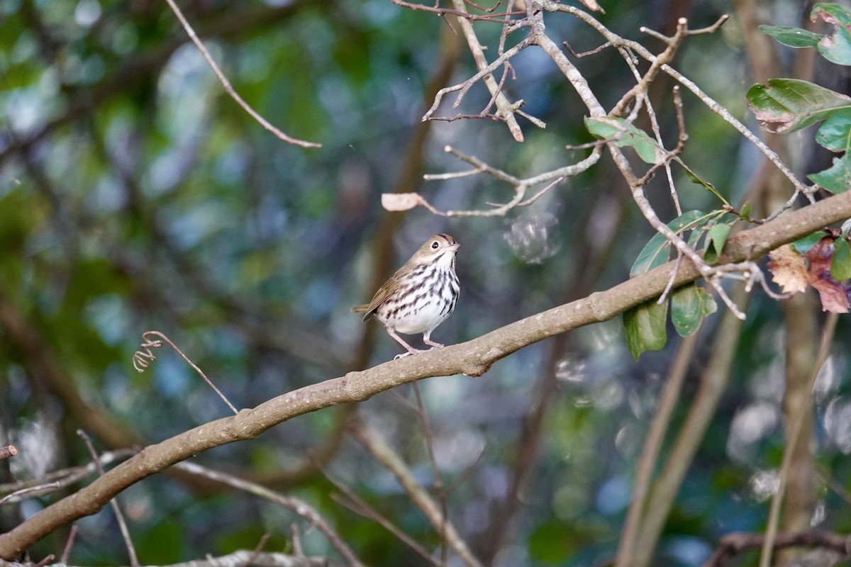 Paruline couronnée - ML643721876