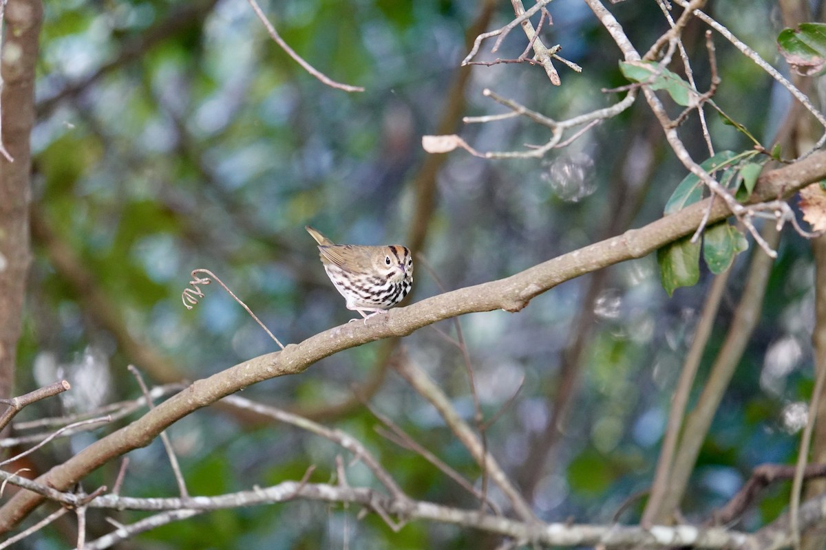 Paruline couronnée - ML643721878