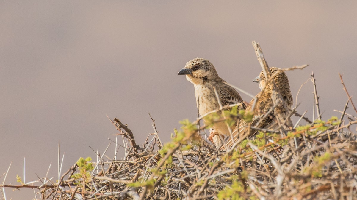 Donaldson Smith's Sparrow-Weaver - ML643721881