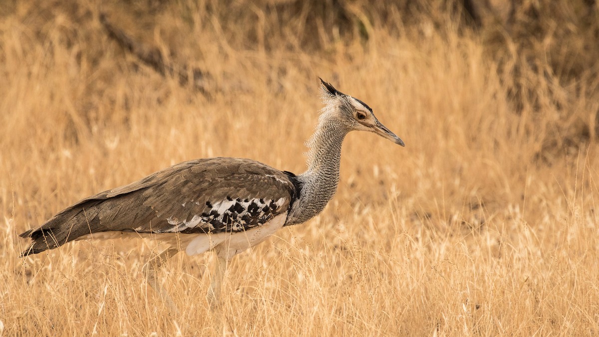 Kori Bustard - ML643721899