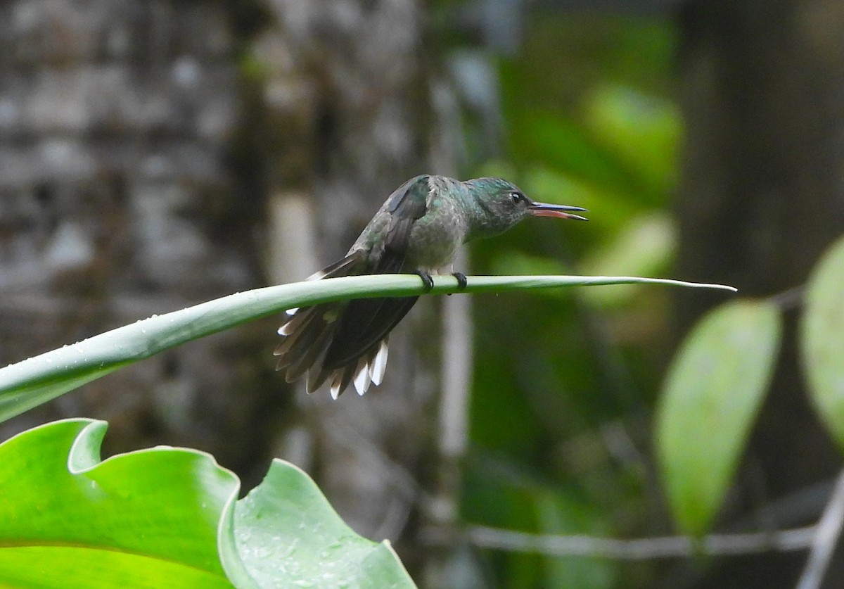 Scaly-breasted Hummingbird - ML643721901