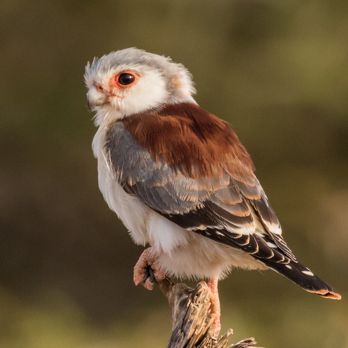 Pygmy Falcon - ML643721906