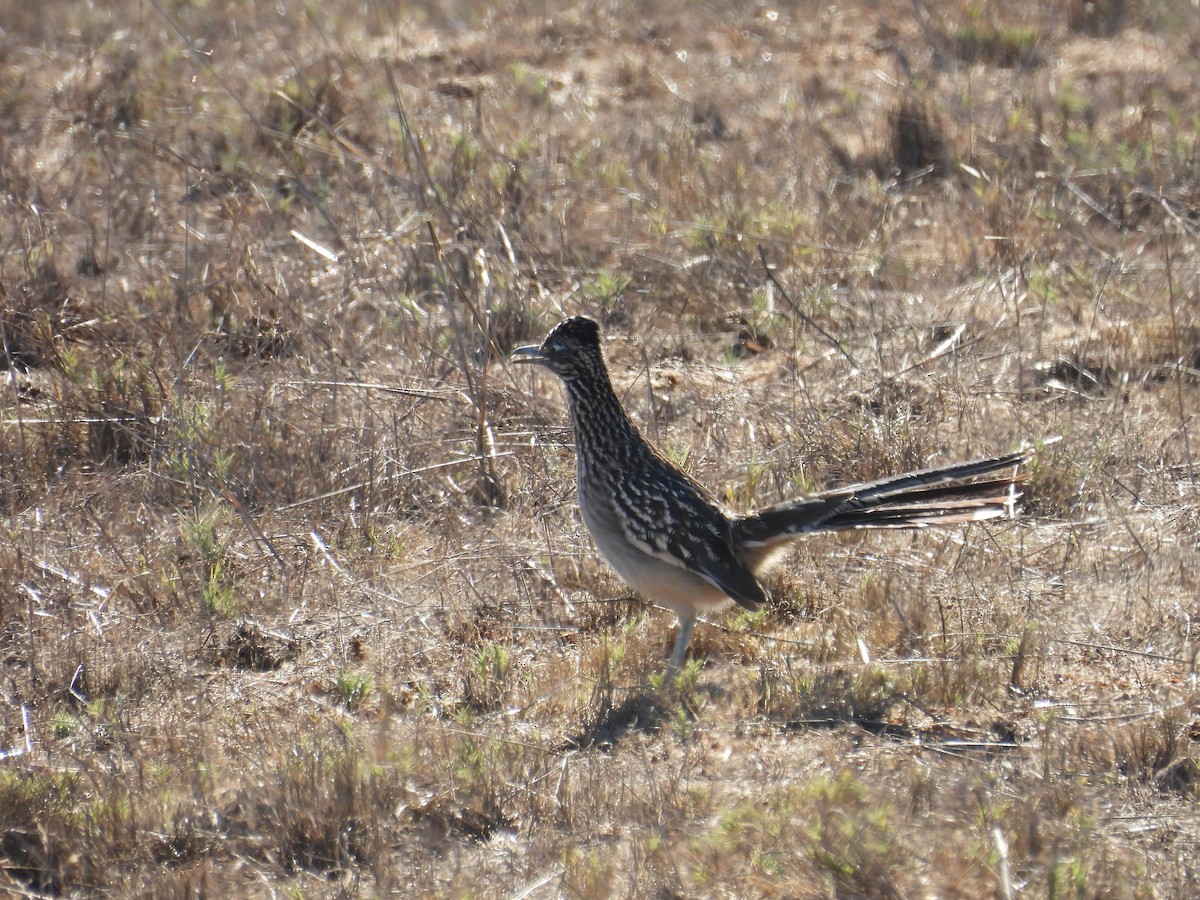 Greater Roadrunner - ML643721908