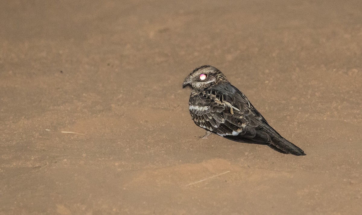 Slender-tailed Nightjar - ML643721917