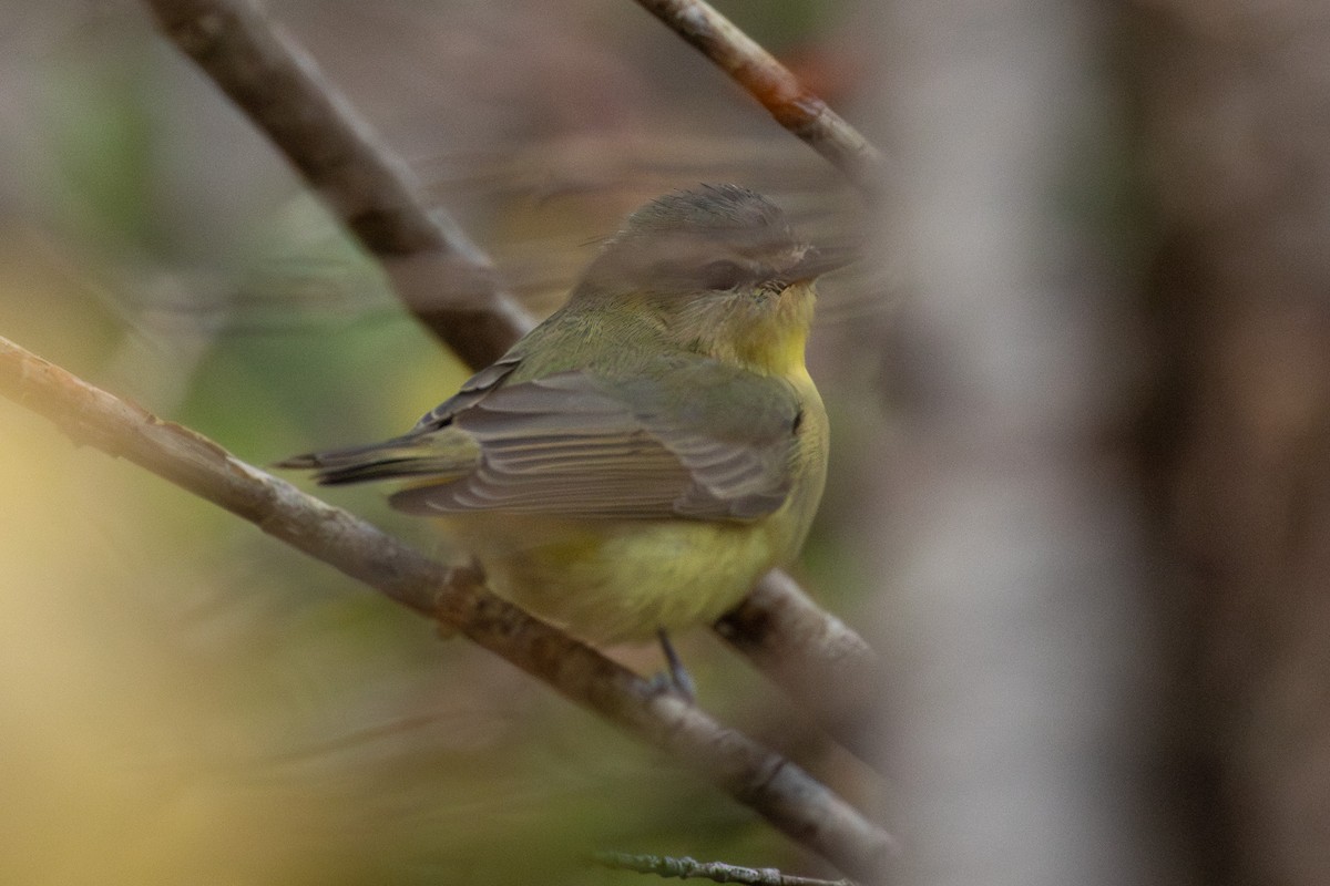 Philadelphia Vireo - ML643721935