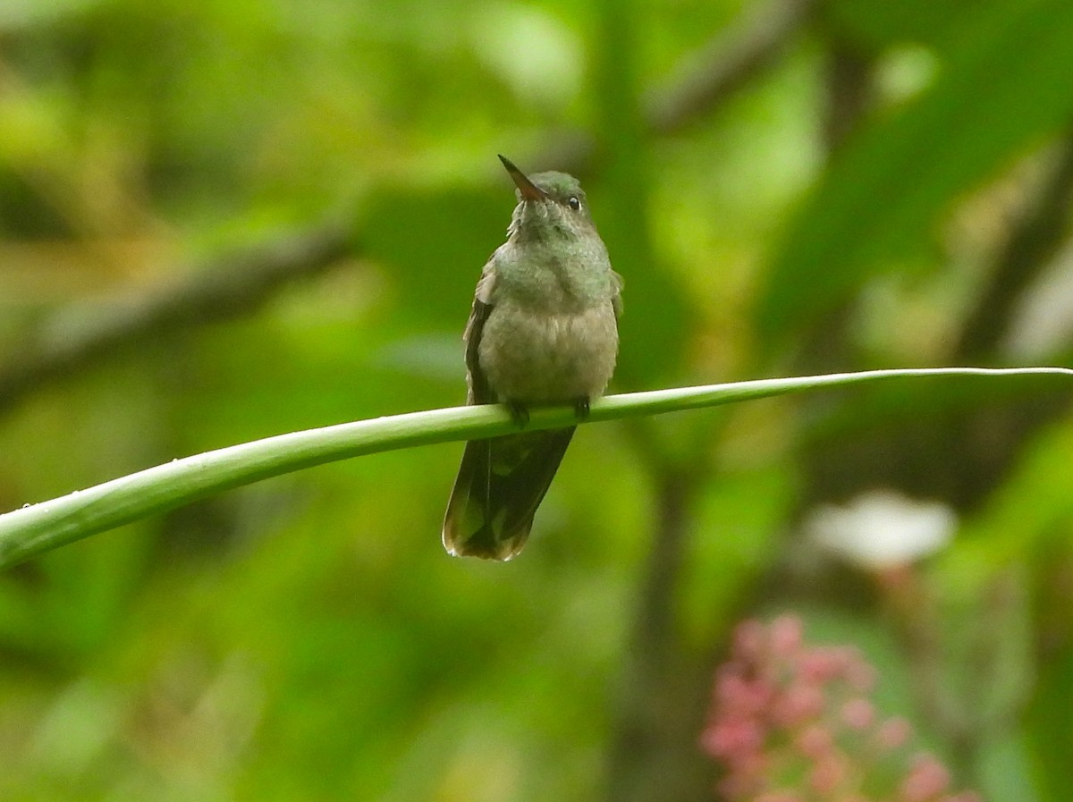 Scaly-breasted Hummingbird - ML643721938