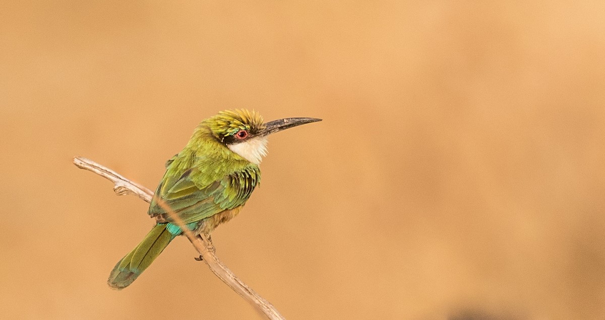 Somali Bee-eater - ML643721946