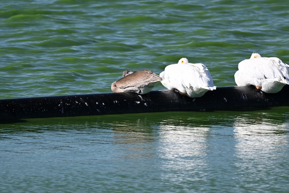 Brown Pelican - ML643721953