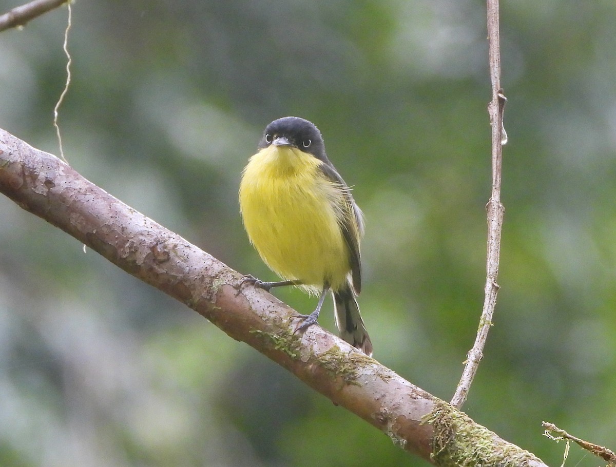 Common Tody-Flycatcher - ML643721968