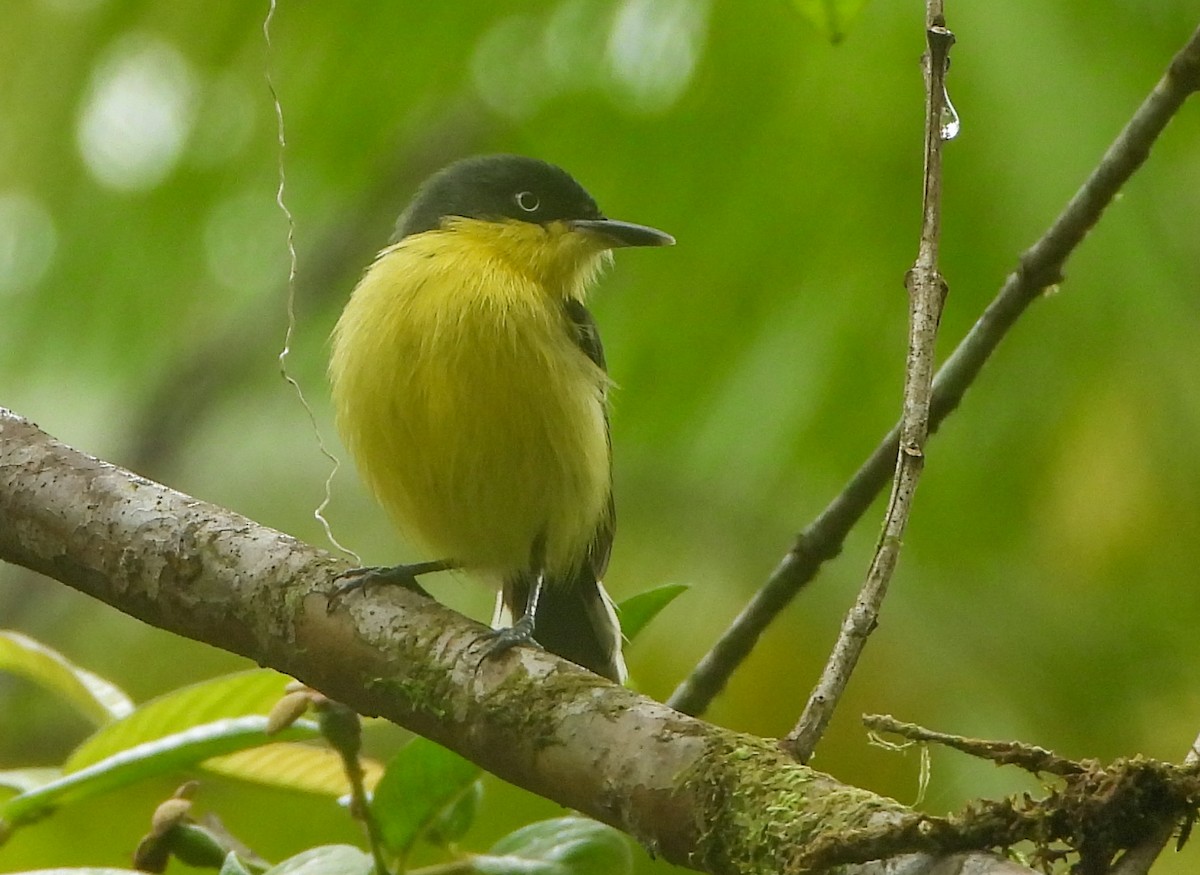 Common Tody-Flycatcher - ML643721969