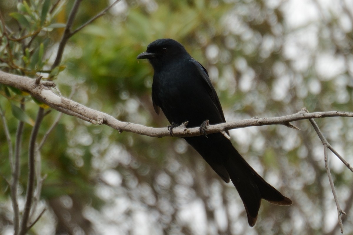 drongo africký - ML643721972