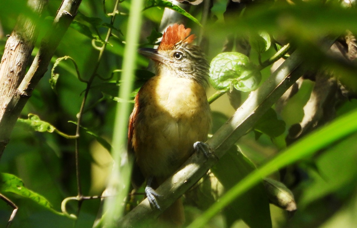 Barred Antshrike - ML643721987