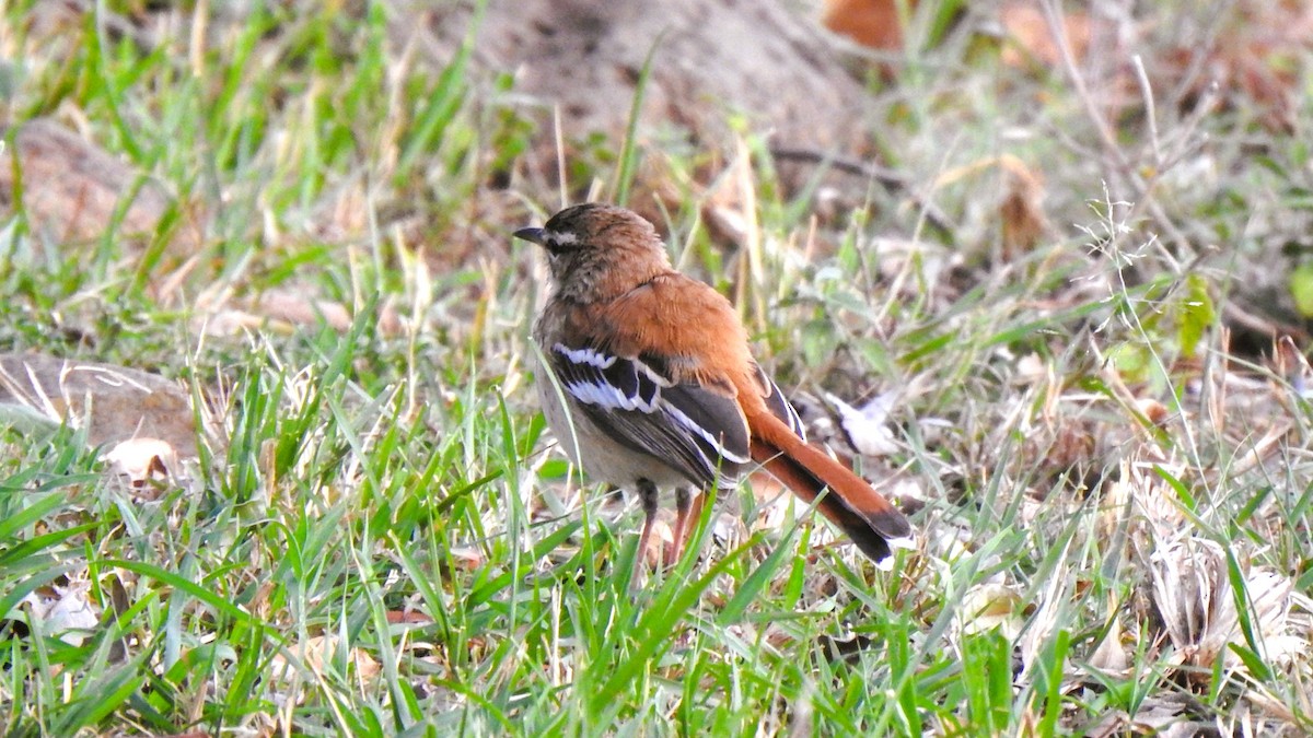 White-browed Scrub-Robin - ML643722001