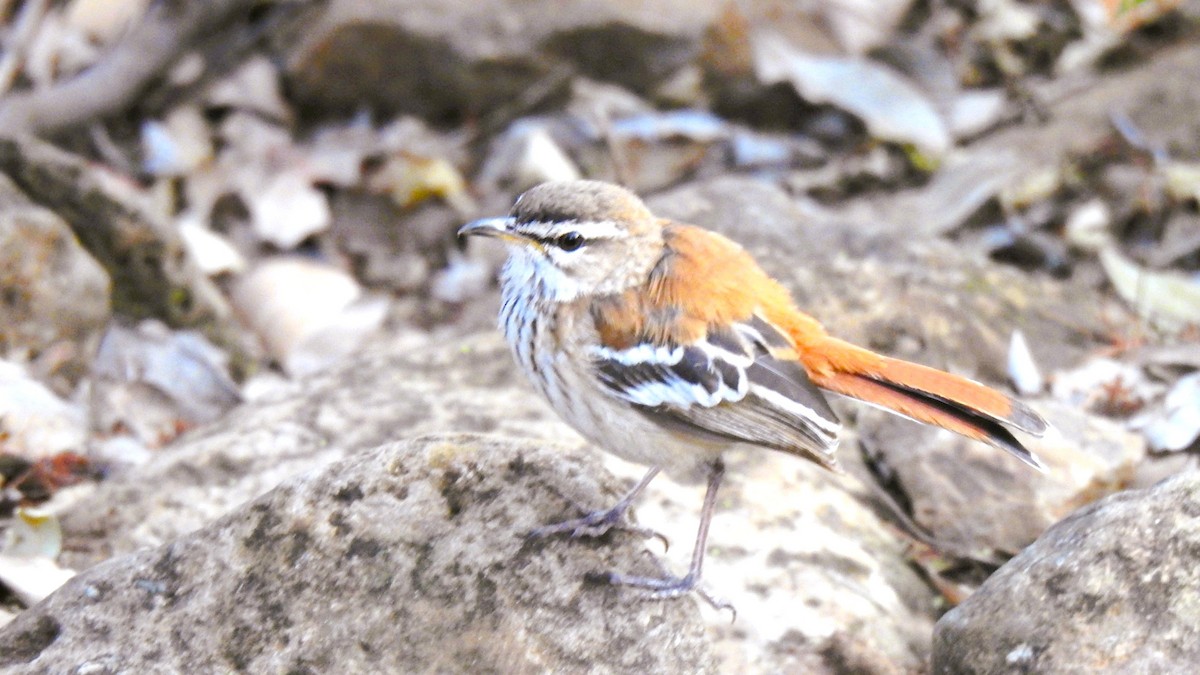 White-browed Scrub-Robin - ML643722002