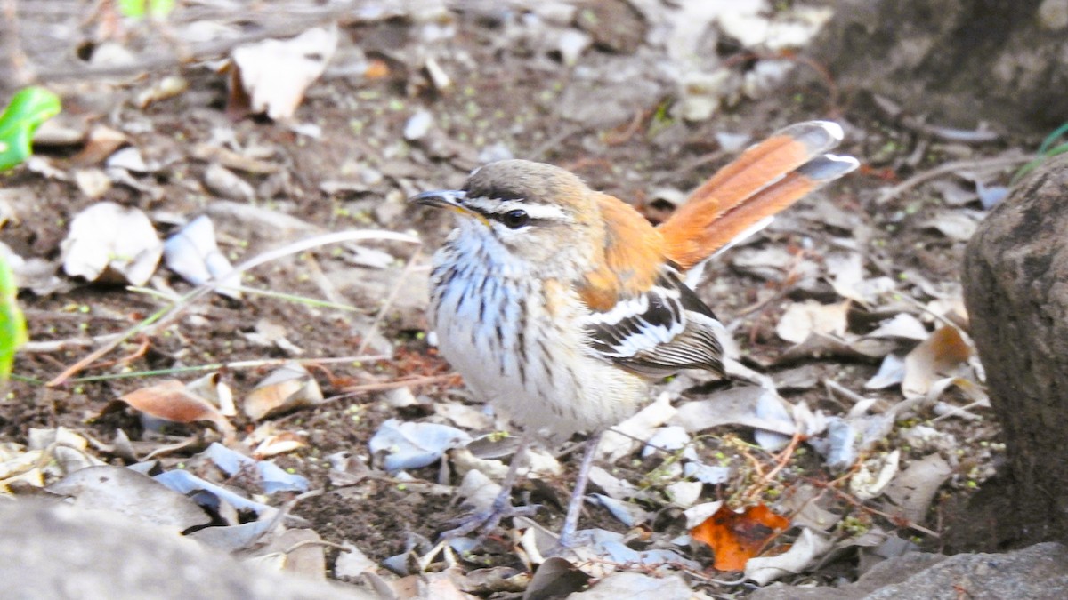 White-browed Scrub-Robin - ML643722003