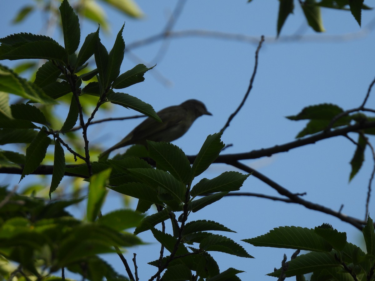 Red-eyed Vireo - ML643722004