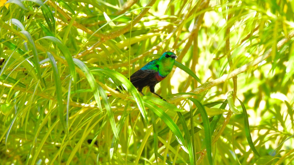 Marico Sunbird - ML643722024