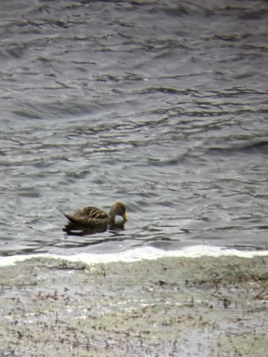 Yellow-billed Pintail - ML643722035