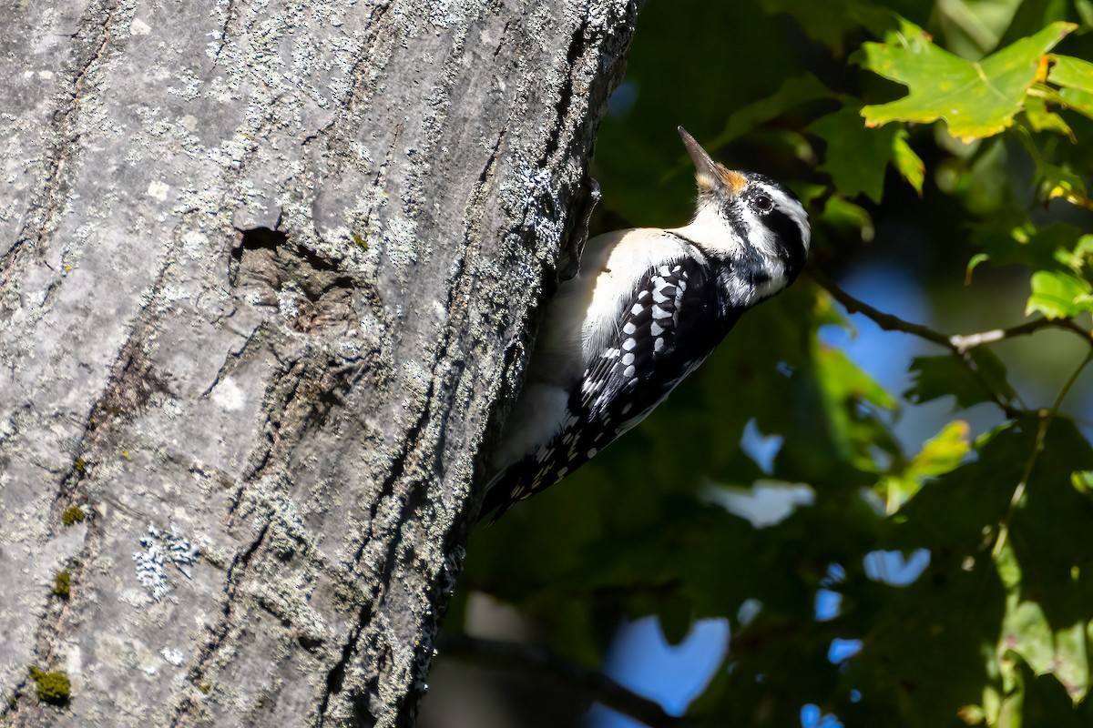 Hairy Woodpecker - ML643722047
