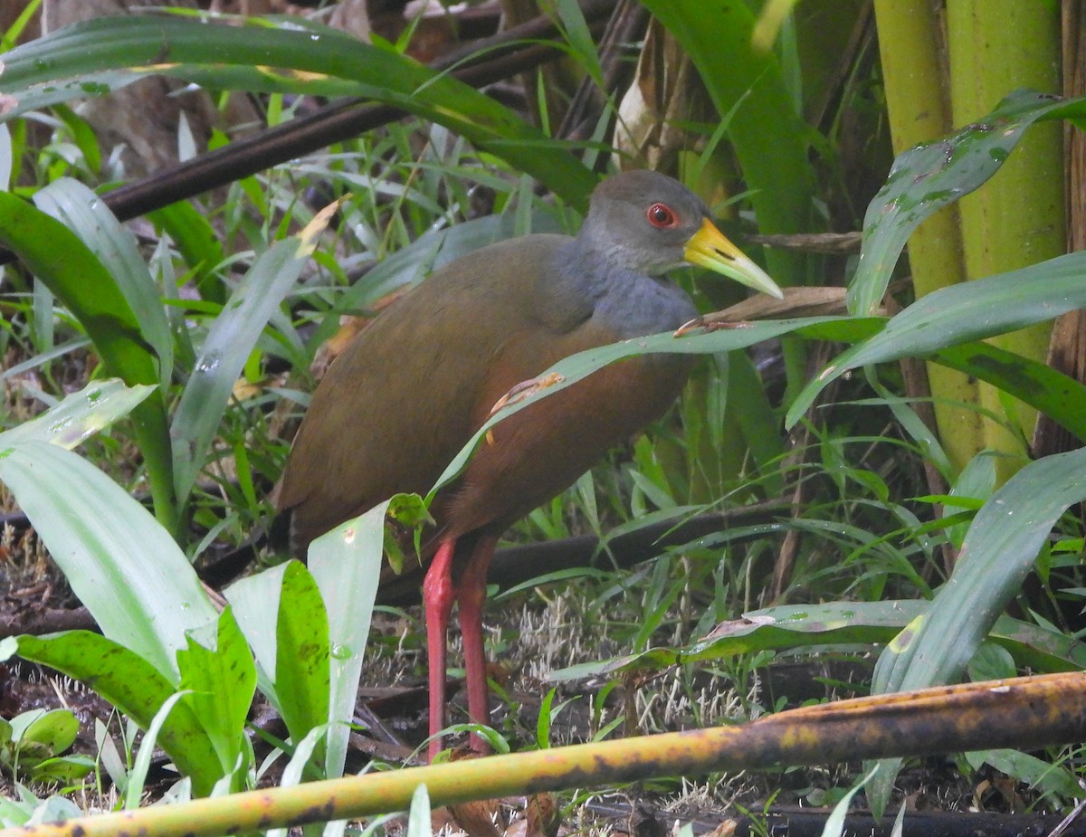 Gray-cowled Wood-Rail - ML643722049