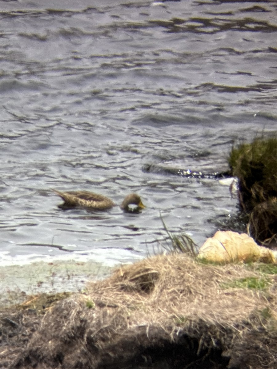 Yellow-billed Pintail - ML643722051