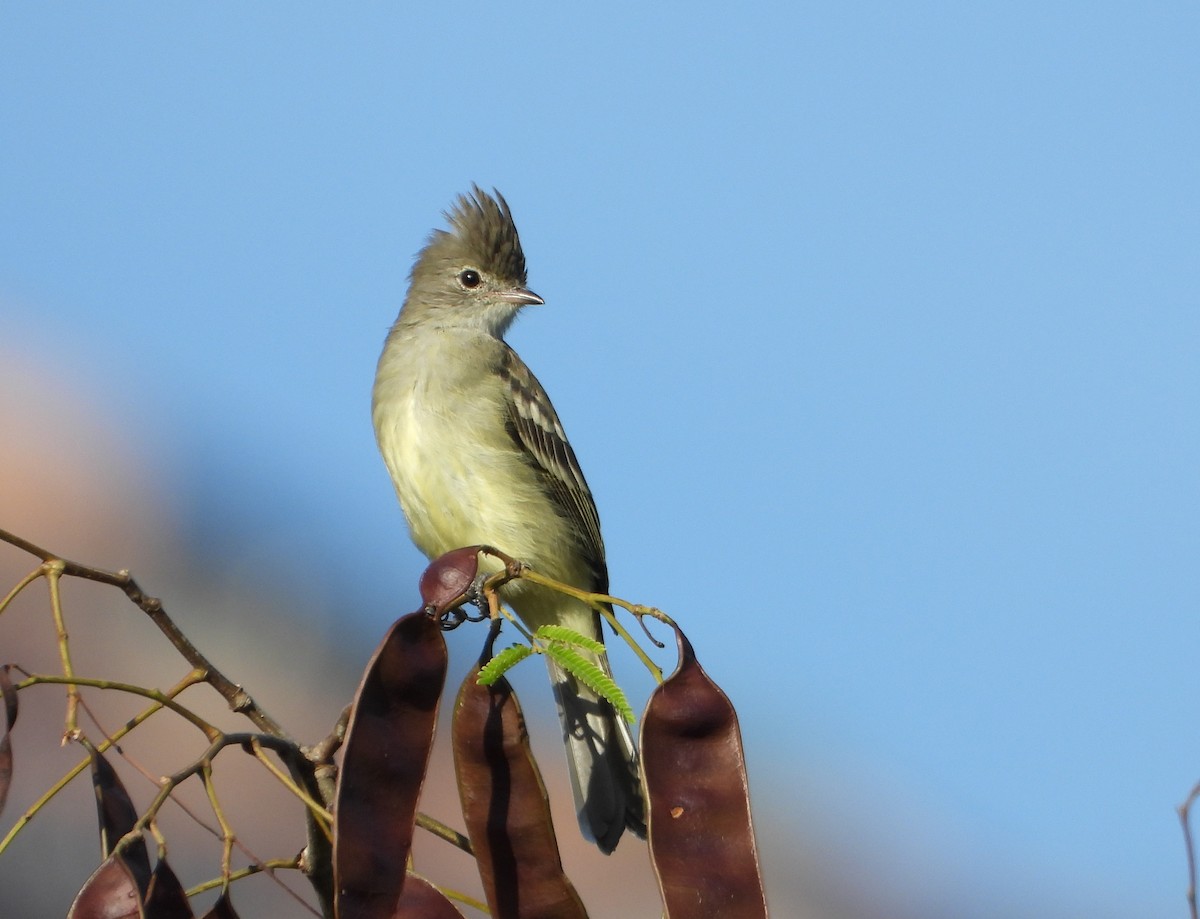 Yellow-bellied Elaenia - ML643722087