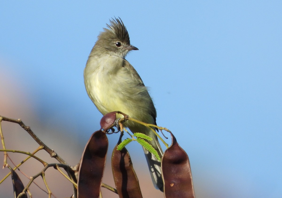 Yellow-bellied Elaenia - ML643722088
