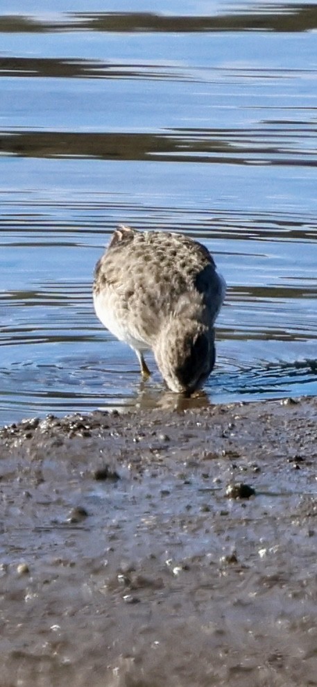 Least Sandpiper - ML643722104