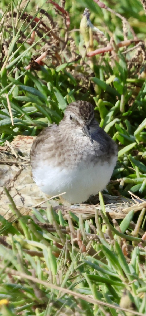 Least Sandpiper - ML643722105