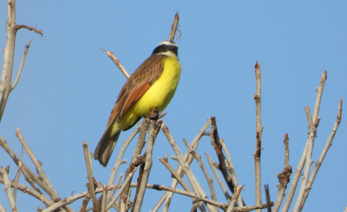 Rusty-margined Flycatcher - ML643722123