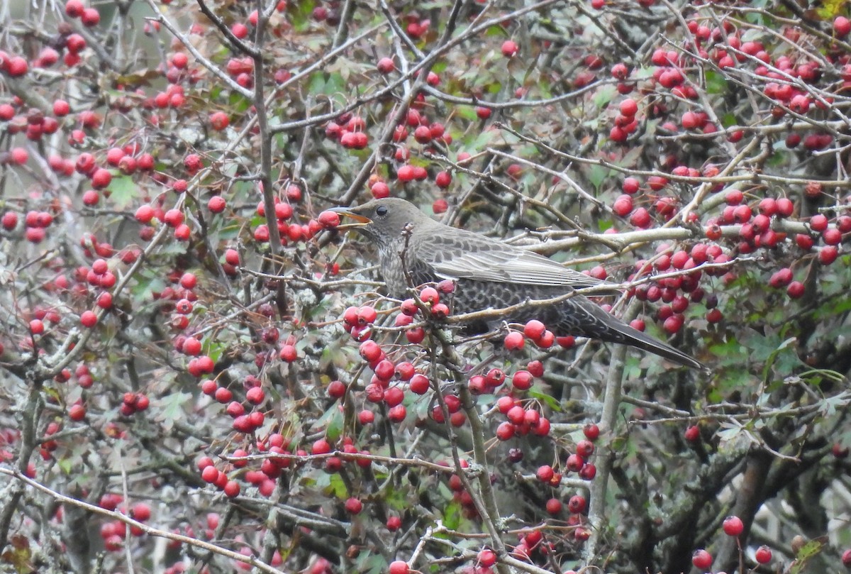 Ring Ouzel - ML643722126